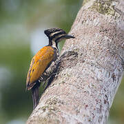 Common Flameback