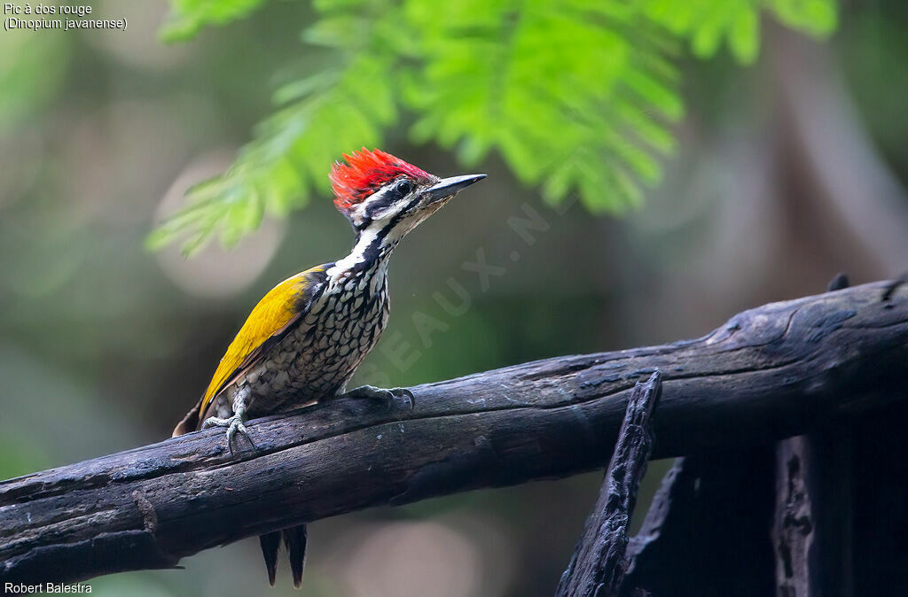 Common Flameback male