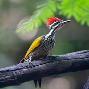 Common Flameback