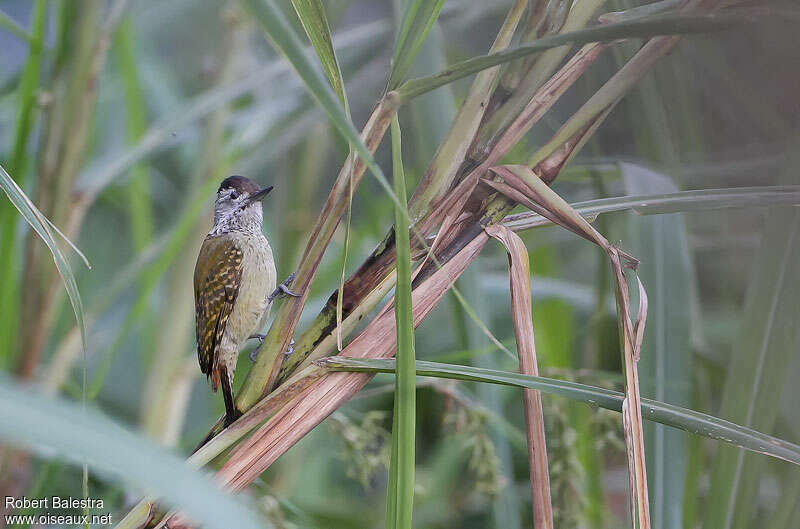 Pic à poitrine tachetée, identification