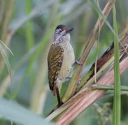 Speckle-breasted Woodpecker