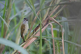 Pic à poitrine tachetée roba190718
