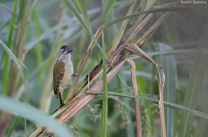 Speckle-breasted Woodpecker