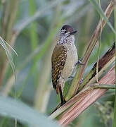 Speckle-breasted Woodpecker