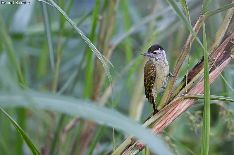 Speckle-breasted Woodpecker