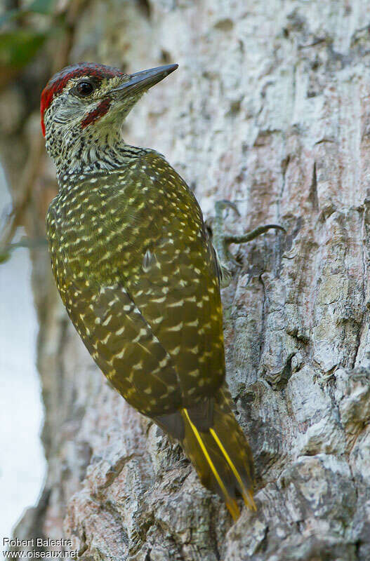 Pic à queue dorée mâle adulte, identification