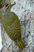 Golden-tailed Woodpecker