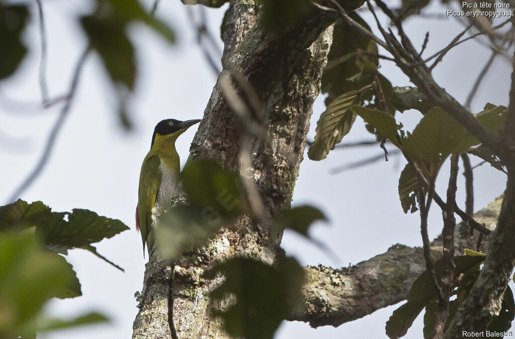Black-headed Woodpecker