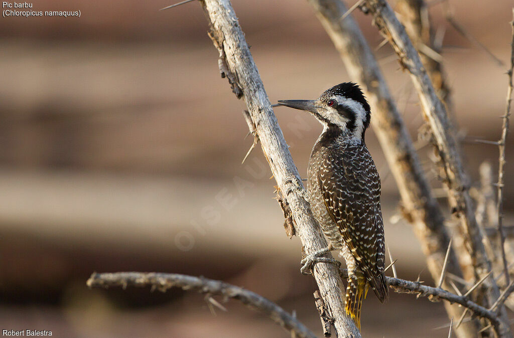 Bearded Woodpecker female