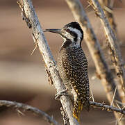 Bearded Woodpecker