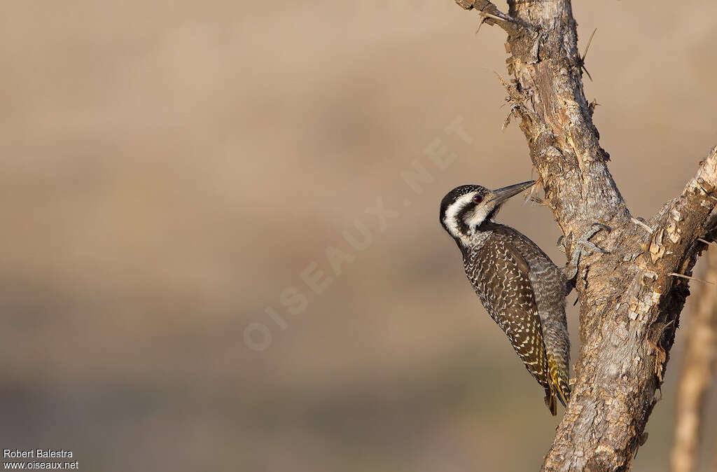 Bearded Woodpecker female adult