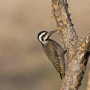 Bearded Woodpecker