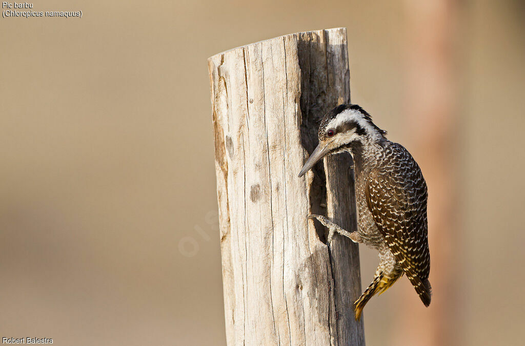 Bearded Woodpecker female