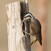 Bearded Woodpecker