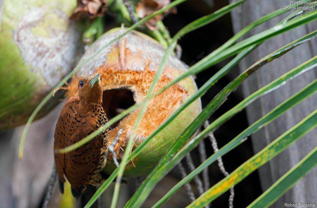 Cinnamon Woodpecker