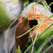 Cinnamon Woodpecker