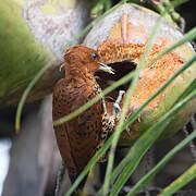 Cinnamon Woodpecker