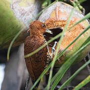 Cinnamon Woodpecker