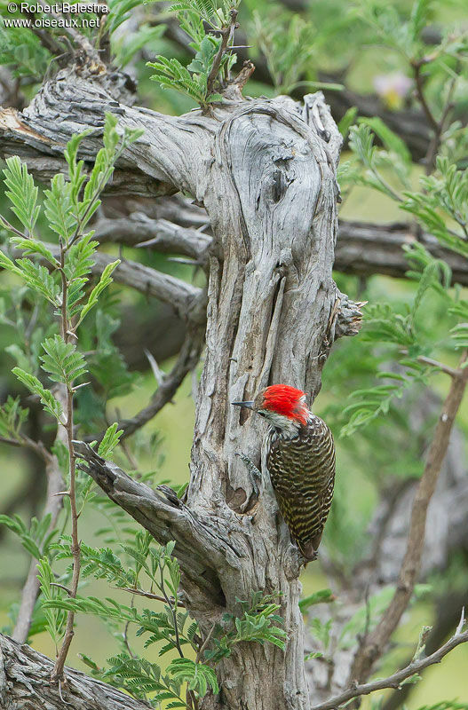 Cardinal Woodpecker male adult