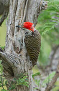 Cardinal Woodpecker