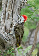 Cardinal Woodpecker