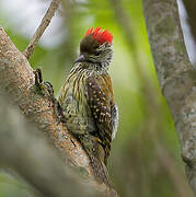 Cardinal Woodpecker