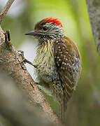 Cardinal Woodpecker