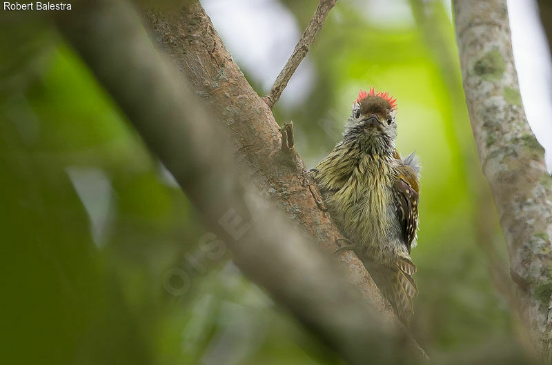 Cardinal Woodpecker