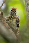 Cardinal Woodpecker