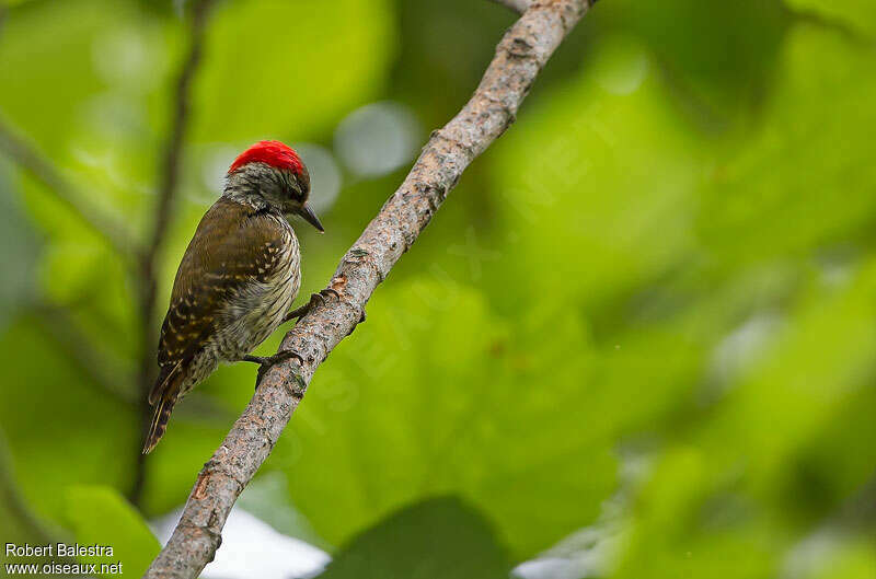 Cardinal Woodpecker male adult