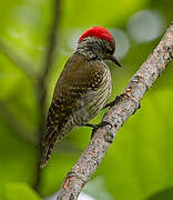 Cardinal Woodpecker