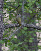 Grey-headed Woodpecker