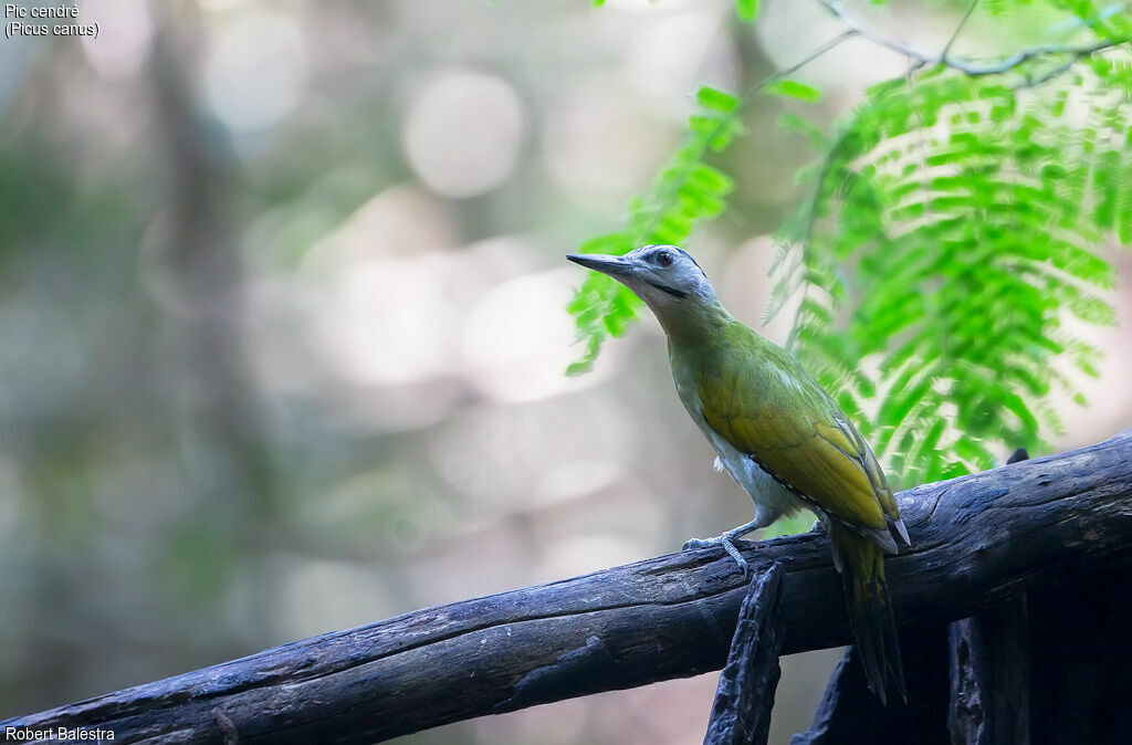 Grey-headed Woodpecker female