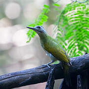 Grey-headed Woodpecker