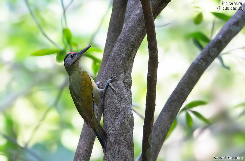 Grey-headed Woodpecker male