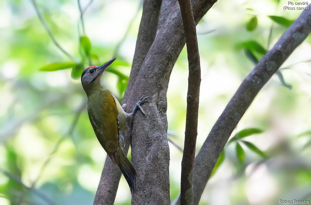 Grey-headed Woodpecker male