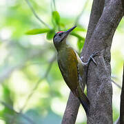 Grey-headed Woodpecker