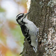 Hairy Woodpecker