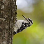 Hairy Woodpecker