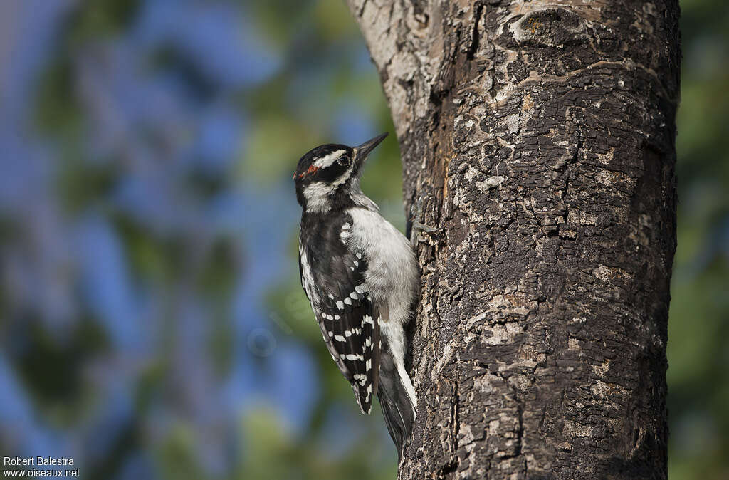 Pic chevelu mâle adulte, identification