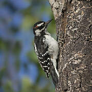 Hairy Woodpecker