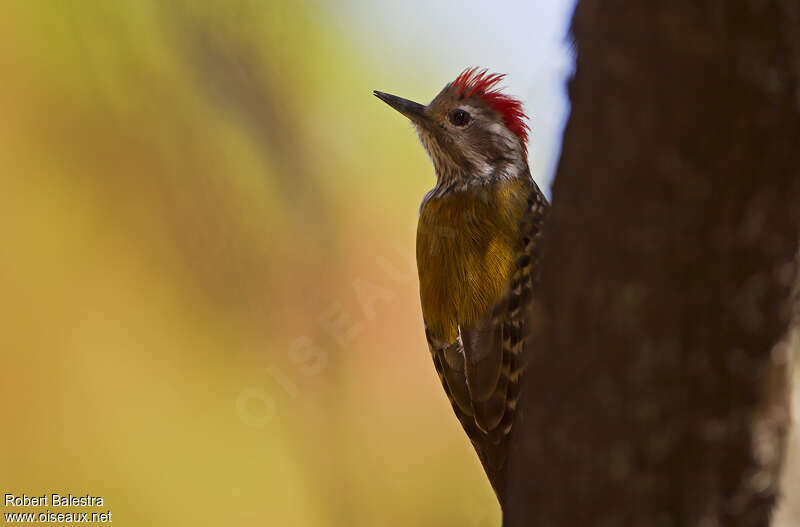 Abyssinian Woodpecker male adult, identification