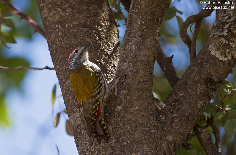 Abyssinian Woodpecker