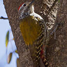 Pic d'Abyssinie