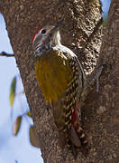 Abyssinian Woodpecker