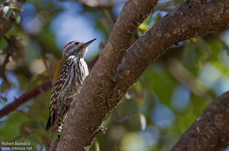 Abyssinian Woodpecker male adult, identification