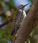 Abyssinian Woodpecker