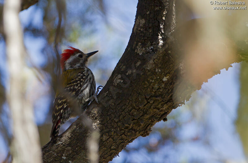 Abyssinian Woodpecker