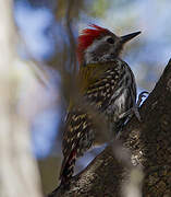Abyssinian Woodpecker