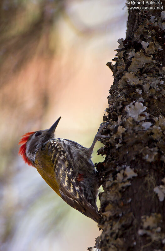 Abyssinian Woodpecker